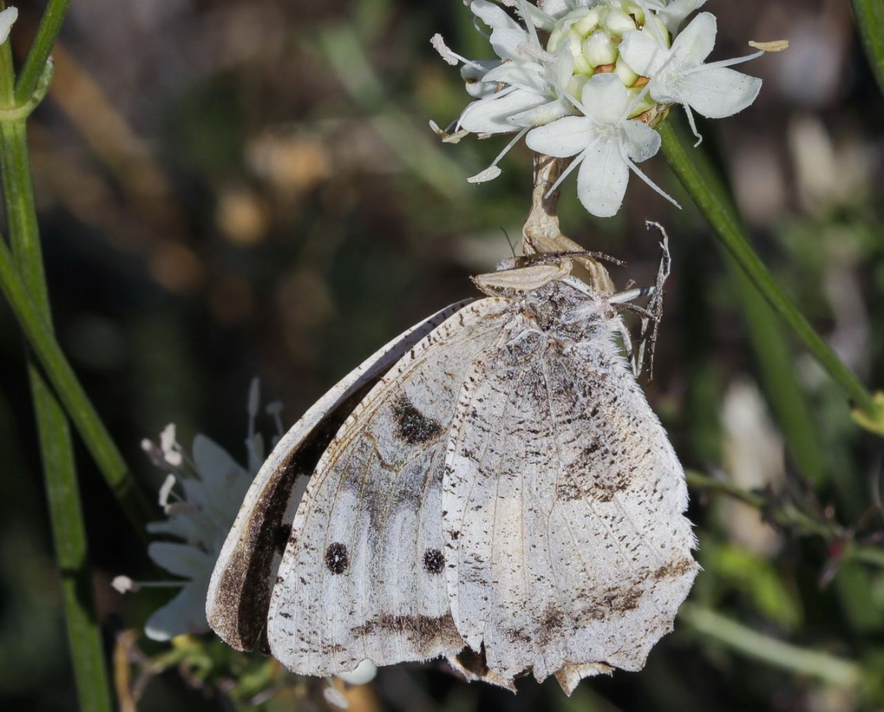 Ameles decolor preda Chazara briseis